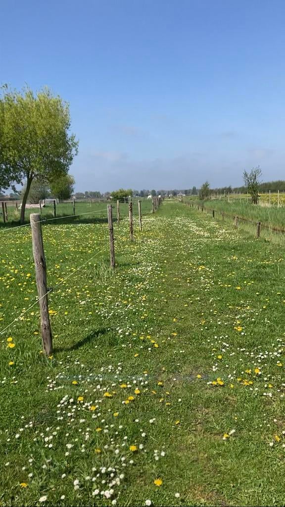 Weidegang pony’s of paarden, Weidegang