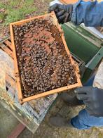 Buckfast F1 bijenvolken, Bijen