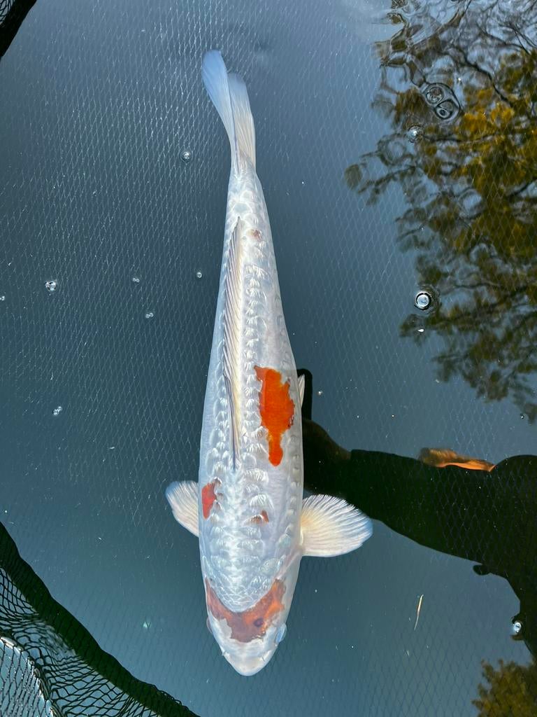 Marusei Kogane ochiba, Karper of Koi