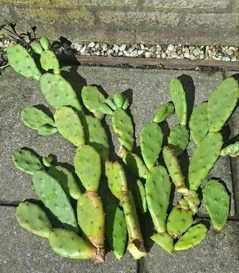 Stekken van schijfcactus., Ophalen