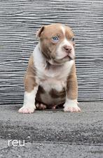 Prachtige american pocket bully,s pups, Parvo, Overige rassen, 8 tot 15 weken, Meerdere