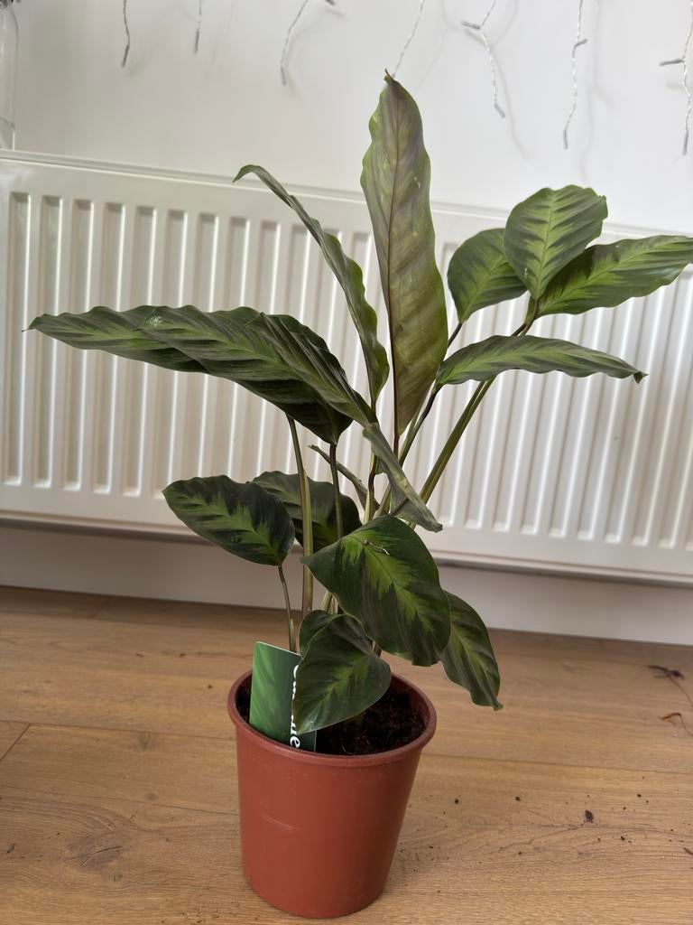 Calathea, Ophalen of Verzenden, Halfschaduw, Minder dan 100 cm