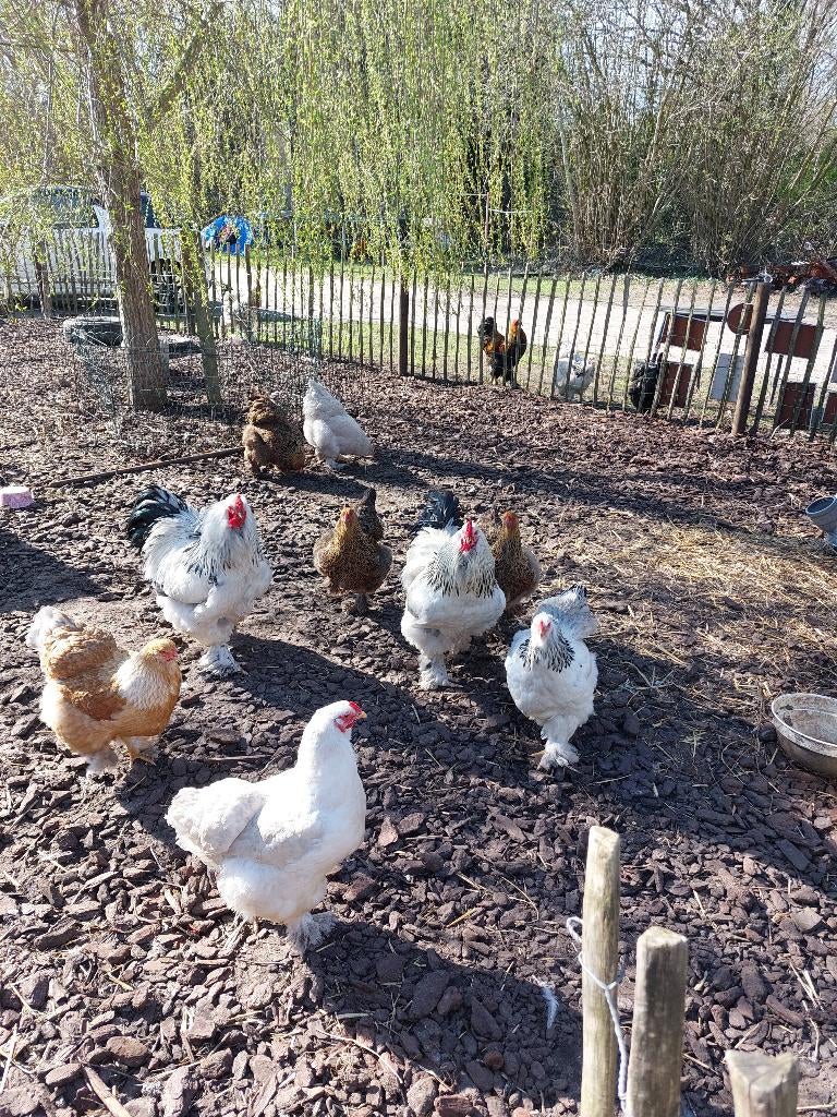 Brahma broedeieren raszuiver – goede bevruchting – €1 p/st, Geslacht onbekend, Kip