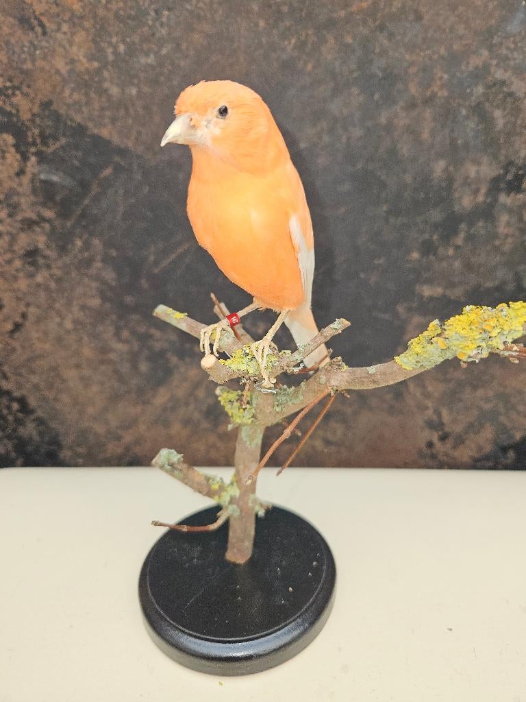 Prachtige nieuw opgezette oranje rode kanarie, Verzamelen, Dierenverzamelingen, Ophalen of Verzenden, Nieuw, Vogel, Opgezet dier