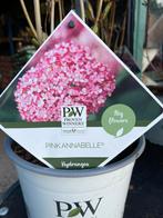 Hortensia strong Annabelle (Roze, Rood, Wit) - Grote Bloemen, Vaste plant, Halfschaduw, Zomer, Ophalen