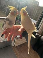 Tamme valkparkieten, Dieren en Toebehoren, Meerdere dieren, Parkiet