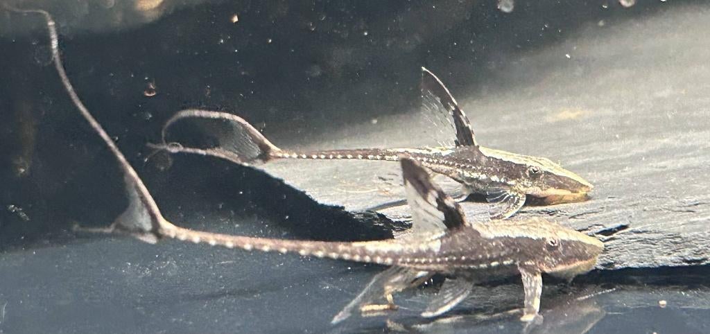 Sturisoma festivum | Royal Whiptail Catfish, Dieren en Toebehoren, Vis, Zoetwatervis, Schoolvis