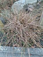 Krulsiergras te koop!, Ophalen, Siergrassen, Volle zon