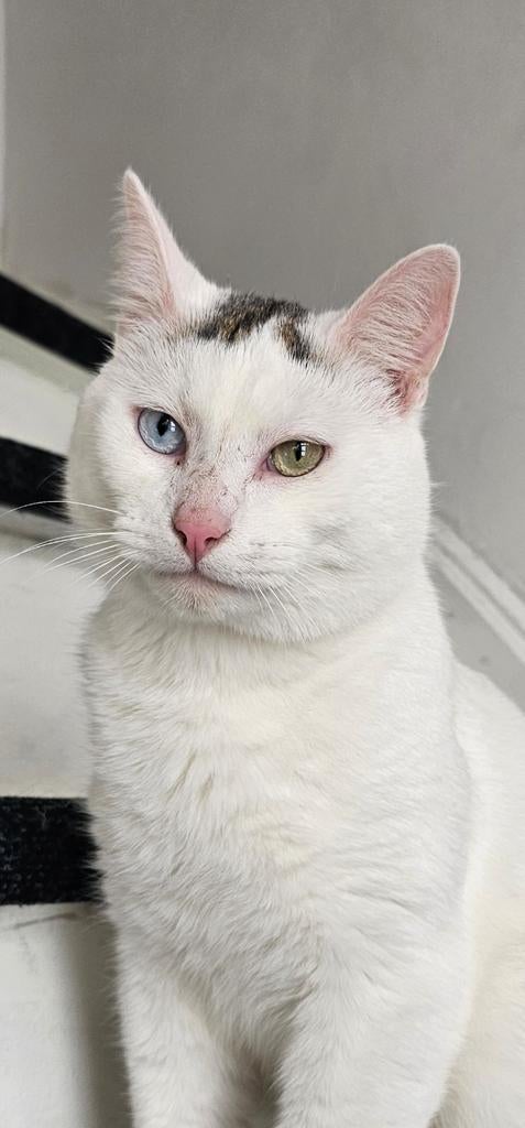 Kater Apollo. Angora/Europese korthaar, Dieren en Toebehoren