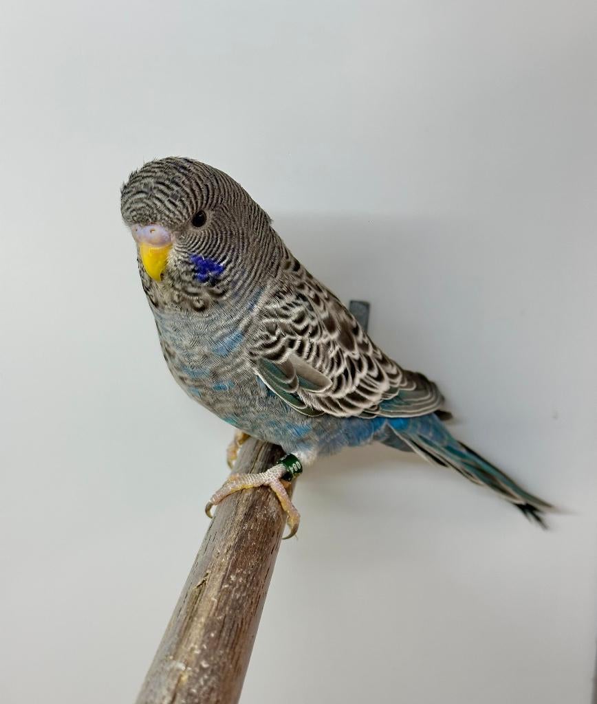 Blackface parkiet, Dieren en Toebehoren, Mannelijk, Parkiet