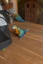 Kuiken Ara Catalina Macaw **nog 1 pop beschikbaar**, Dieren en Toebehoren, Meerdere dieren, Papegaai, Geringd