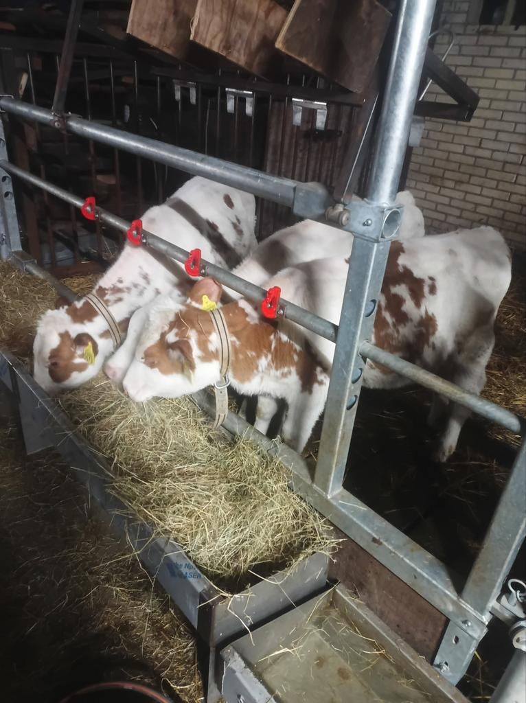 Vaars kalveren, Vrouwelijk, 0 tot 2 jaar