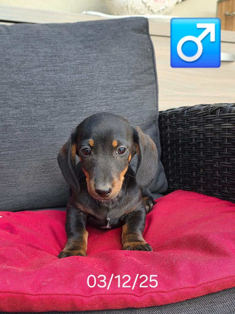 mooie korthaar teckel pups, Dieren en Toebehoren, België, 15 weken tot 1 jaar, Reu, Korthaar