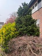 Tuin beplanting gratis af te halen, Ophalen, Bloeit niet, Halfschaduw, Overige soorten