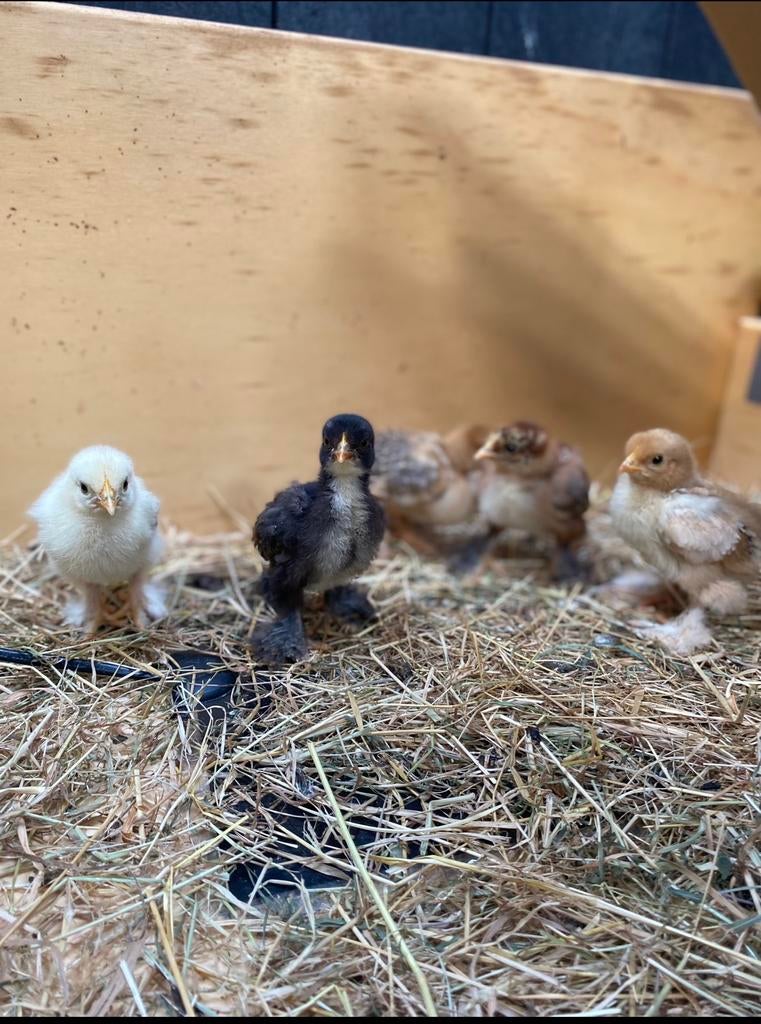 Kuikens cochin, Dieren en Toebehoren, Pluimvee, Kip, Geslacht onbekend