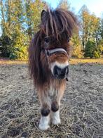 Mini pony hengstjes, Dieren en Toebehoren, Pony's, Merrie, A pony (tot 1.17m), Gechipt
