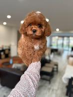 Exclusieve Maltipoo F2 pup (Maltipoo/Asian Toy Poedel), Particulier, Overige rassen, 8 tot 15 weken, Buitenland