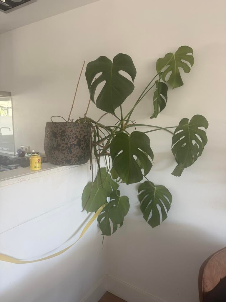Gratis af te halen grote monstera, Huis en Inrichting, Kamerplanten, Ophalen, Halfschaduw, Minder dan 100 cm