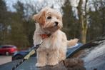 Exclusieve Maltipoo F1 pups, Dieren en Toebehoren, Honden | Chihuahua's en Gezelschapshonden, Overige rassen, 8 tot 15 weken, Parvo
