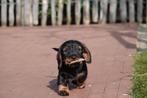 Ruwharige dwergteckel pups, met stamboom (geteste ouders), Parvo, België, 8 tot 15 weken, Dwerg