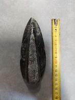 Orthocera fossiel uit Marokko, Verzamelen, Mineralen en Fossielen, Ophalen of Verzenden, Fossiel