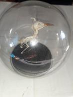 Taxidermie opgezette vliegende kolibrie skelet in stolp, Ophalen of Verzenden