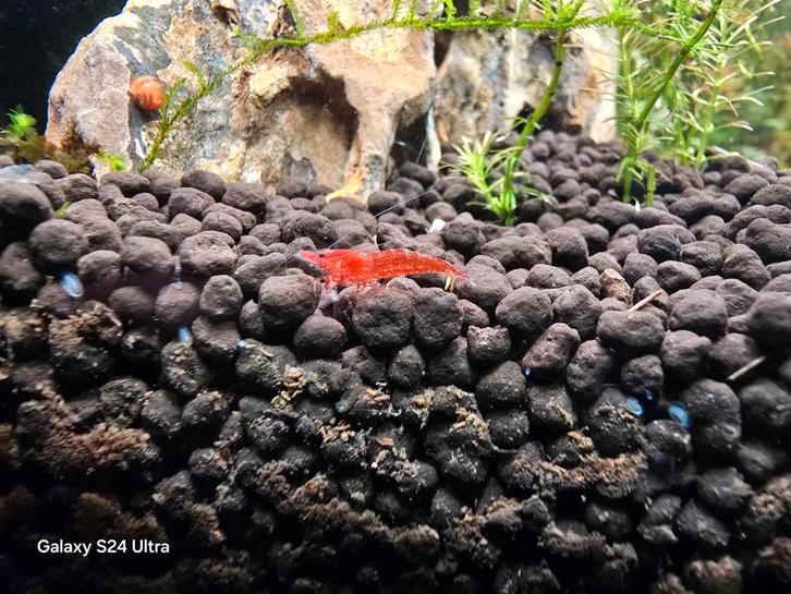 Neocaridina Davidii - Red Sakura, Dieren en Toebehoren, Vissen | Aquariumvissen, Kreeft, Krab of Garnaal