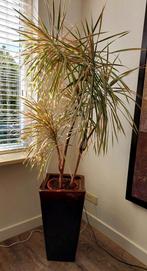 plantenbak met plant, Huis en Inrichting, Ophalen, Halfschaduw, In pot, Minder dan 100 cm