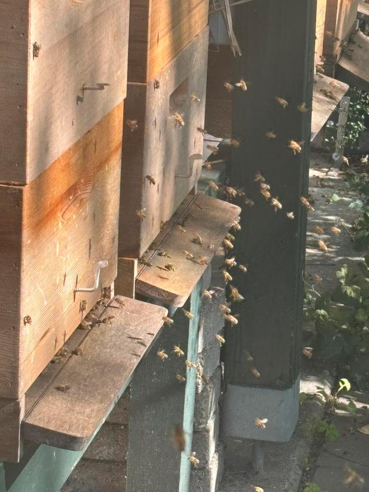 Basiscursus imkeren, Dieren en Toebehoren, Insecten en Spinnen, Bijen