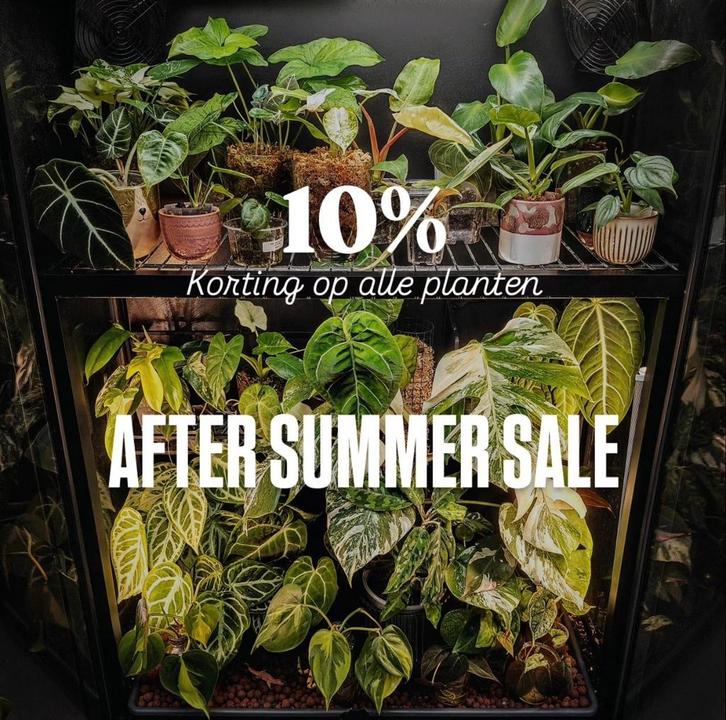 10% korting op Philodendron, Alocasia, Anthurium en meer!, Huis en Inrichting, Kamerplanten, Overige soorten, Minder dan 100 cm