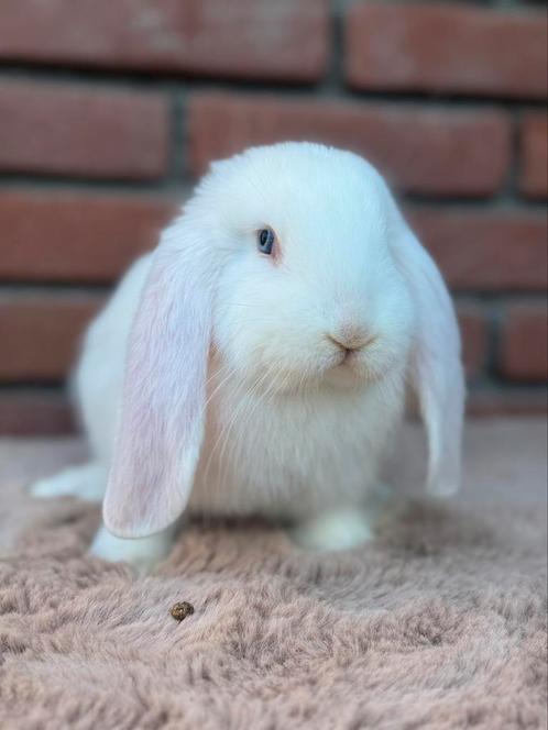 Hele knappe en ontzettend lieve & tamme Franse Hangoor ram, Dieren en Toebehoren, Konijnen, Groot, Mannelijk, 0 tot 2 jaar, Hangoor