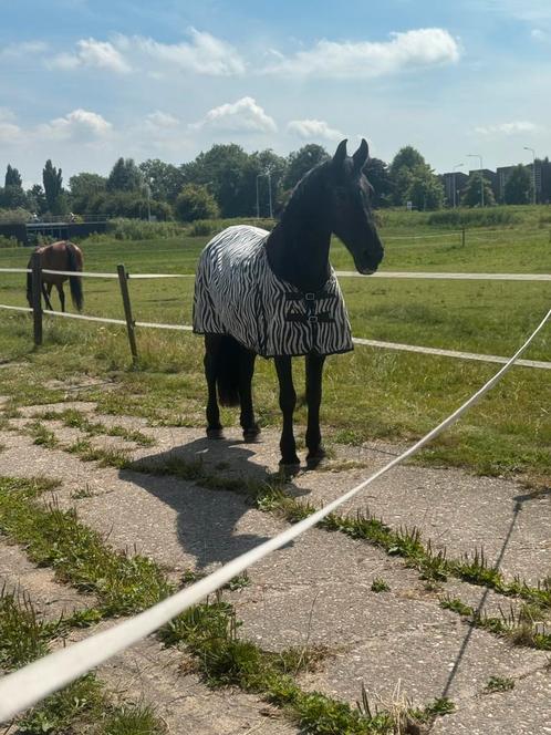 Weiden maatje aangeboden, Dieren en Toebehoren, Paarden, Merrie, Niet van toepassing, 160 tot 165 cm, 11 jaar of ouder, Recreatiepaard