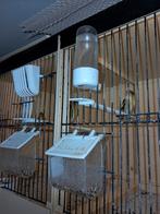 Europese sijs mannen, Dieren en Toebehoren, Mannelijk, Geringd