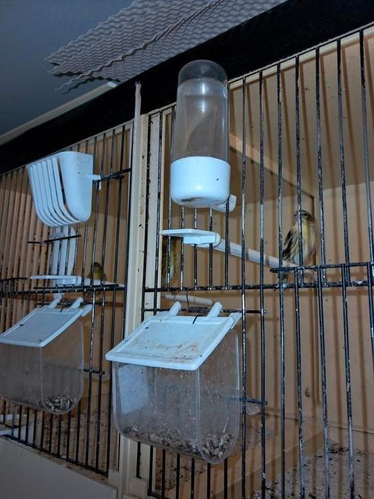 Europese sijs mannen, Dieren en Toebehoren, Vogels | Overige Vogels, Mannelijk, Geringd