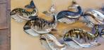 WALVISSEN / wanddecoratie / OPRUIMING, Huis en Inrichting, Huis en tuin decoratie Marie, Nieuw, Info@huisentuindecoratiemarie.nl