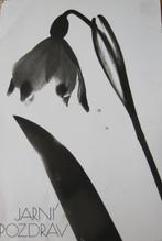 Tsjechische foto van een bloem - zwart/wit - 1965, Verzamelen, Verzenden, 1960 tot 1980, Gelopen, Overige thema's