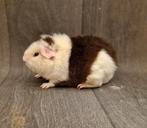 Cavia beer 2, Dieren en Toebehoren, Mannelijk, Tam, Maart, Cavia