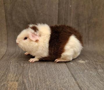 Cavia beer 2 beschikbaar voor biedingen