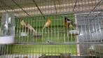 Kanarie mannen, Dieren en Toebehoren, Vogels | Kanaries, Mannelijk, Kleurkanarie