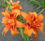 Te koop  daglelie  ( Hemerocallis  ), Tuin en Terras, Planten | Tuinplanten, Volle zon, Vaste plant, Zomer, Ophalen