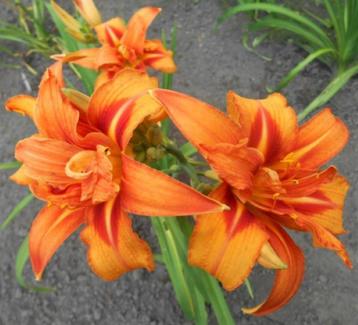 Te koop  daglelie  ( Hemerocallis  ) beschikbaar voor biedingen