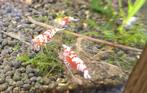 Fancy Tiger Red Caridina Garnalen