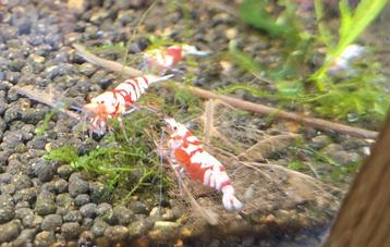 Fancy Tiger Red Caridina Garnalen beschikbaar voor biedingen