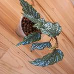 Begonia medora stek nr 5, Ophalen of Verzenden, Overige soorten, Minder dan 100 cm