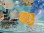 Albino Pearl Diamond Discus, Symphysodon Discus, Dieren en Toebehoren, Vissen | Aquariumvissen, Vis, Zoetwatervis
