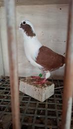 Barbarisi meeuw, Dieren en Toebehoren, Vogels | Duiven, Mannelijk