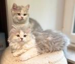 Kitten meet Stamboom, Gechipt, 0 tot 2 jaar