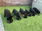 Prachtige duitseherder pups, Parvo, 8 tot 15 weken, Meerdere, Meerdere dieren