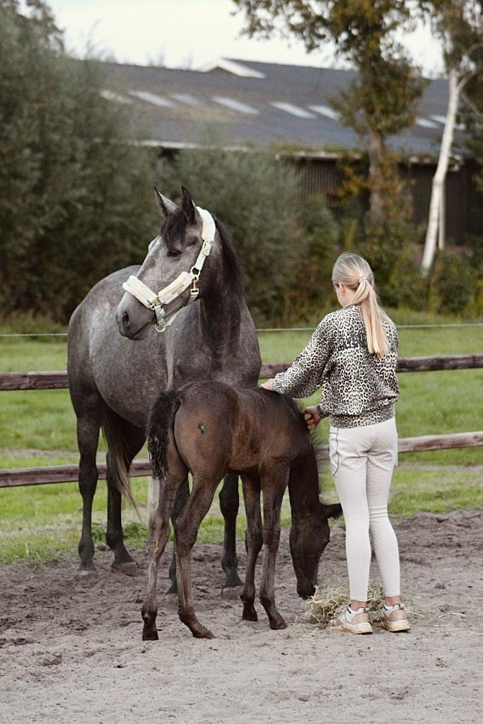 ## SUPER LEUKE, knappe en lieve moeder & zoon ##, Dieren en Toebehoren, Paarden, Merrie, 160 tot 165 cm, 3 tot 6 jaar, Recreatiepaard