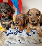 Mooie teckel pups, Dieren en Toebehoren, CDV (hondenziekte), Meerdere, 8 tot 15 weken, Meerdere dieren